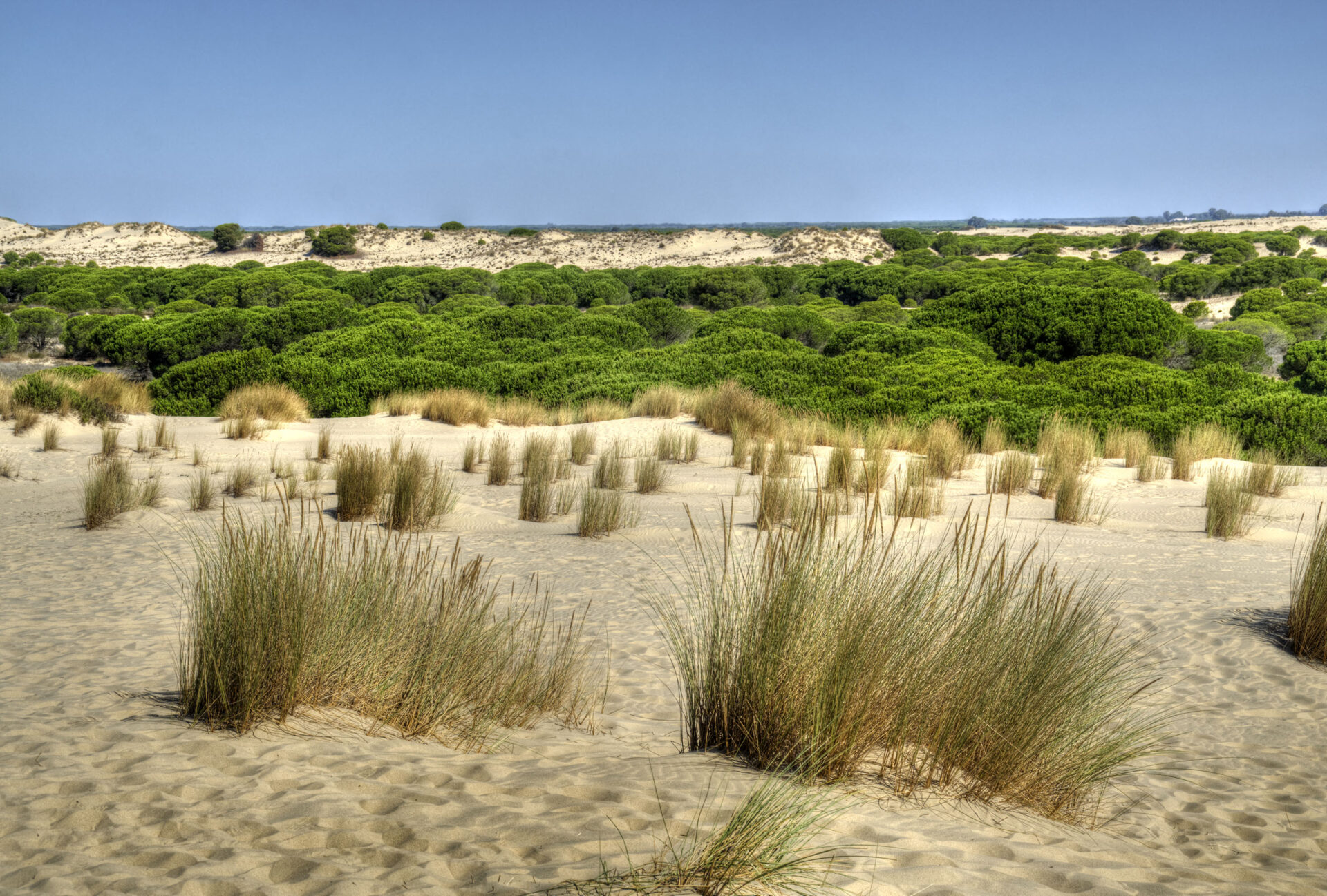 Doñana
