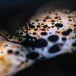 aceites